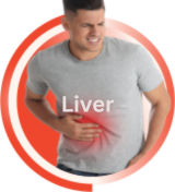 Liver