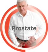 Prostate